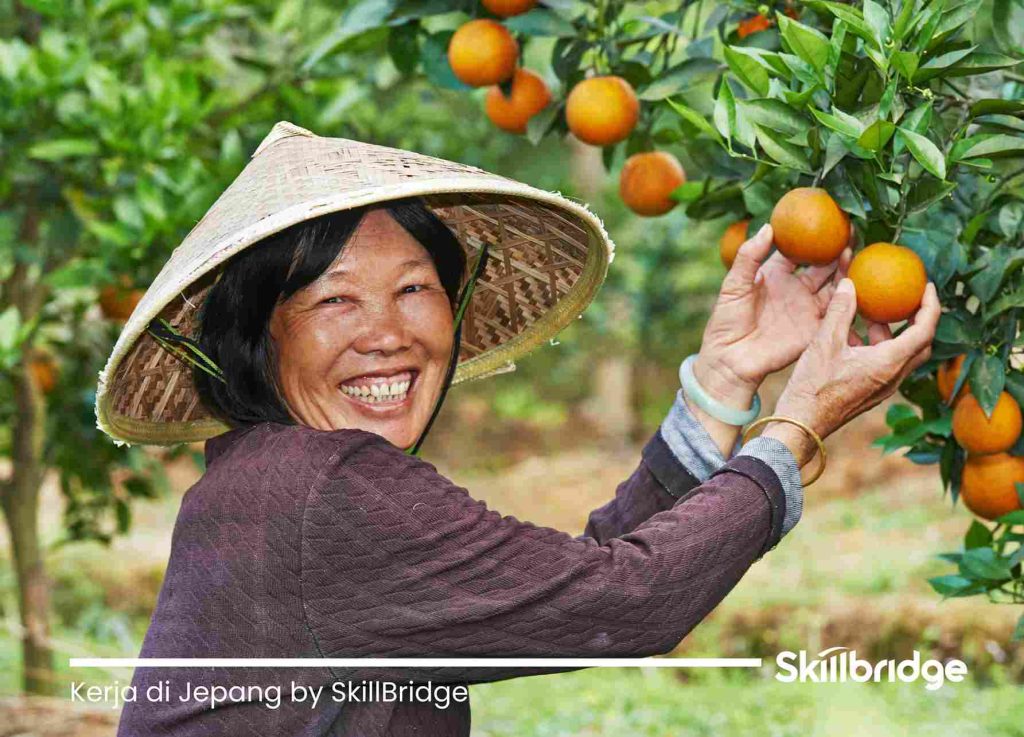 lowongan-kerja-di-jepang-untuk-wanita
kerja-di-jepang-by-skillbridge