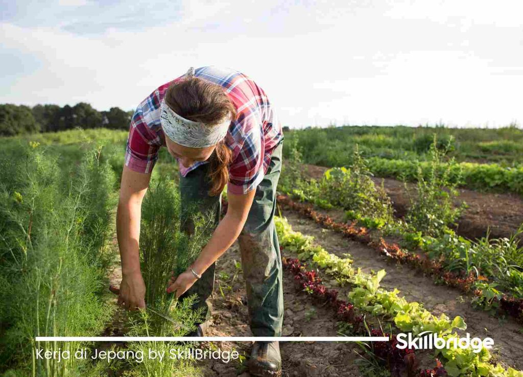 syarat-kerja-di-jepang-untuk-wanita